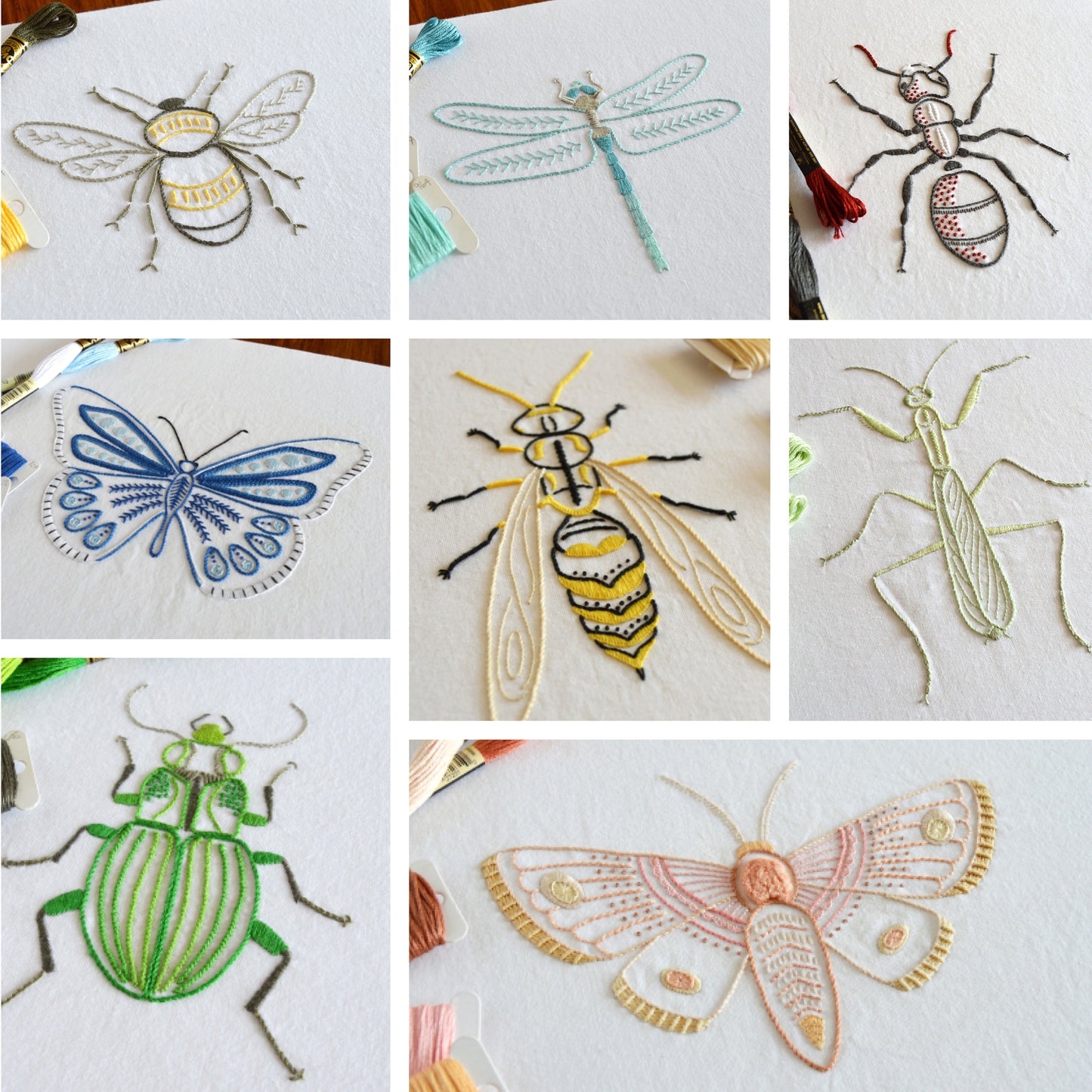 Anatomical Insects