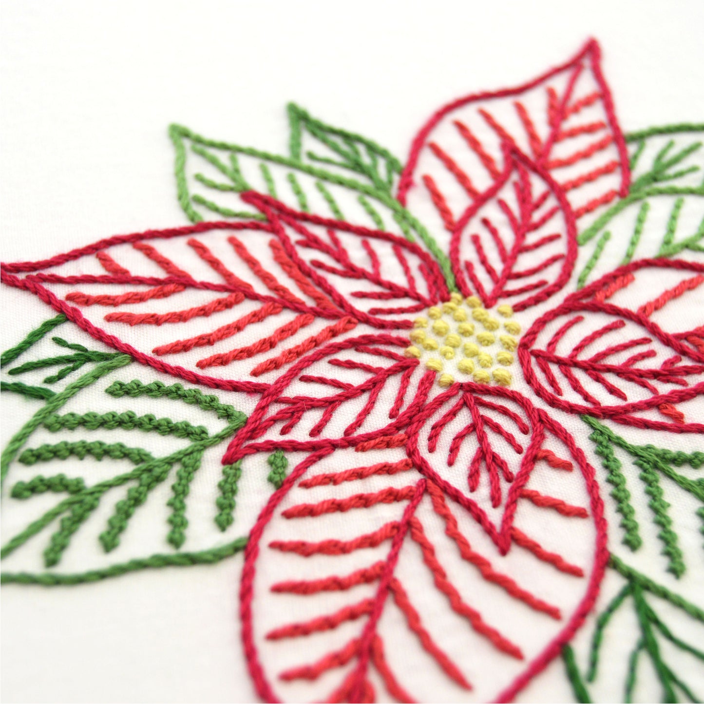 Poinsettia