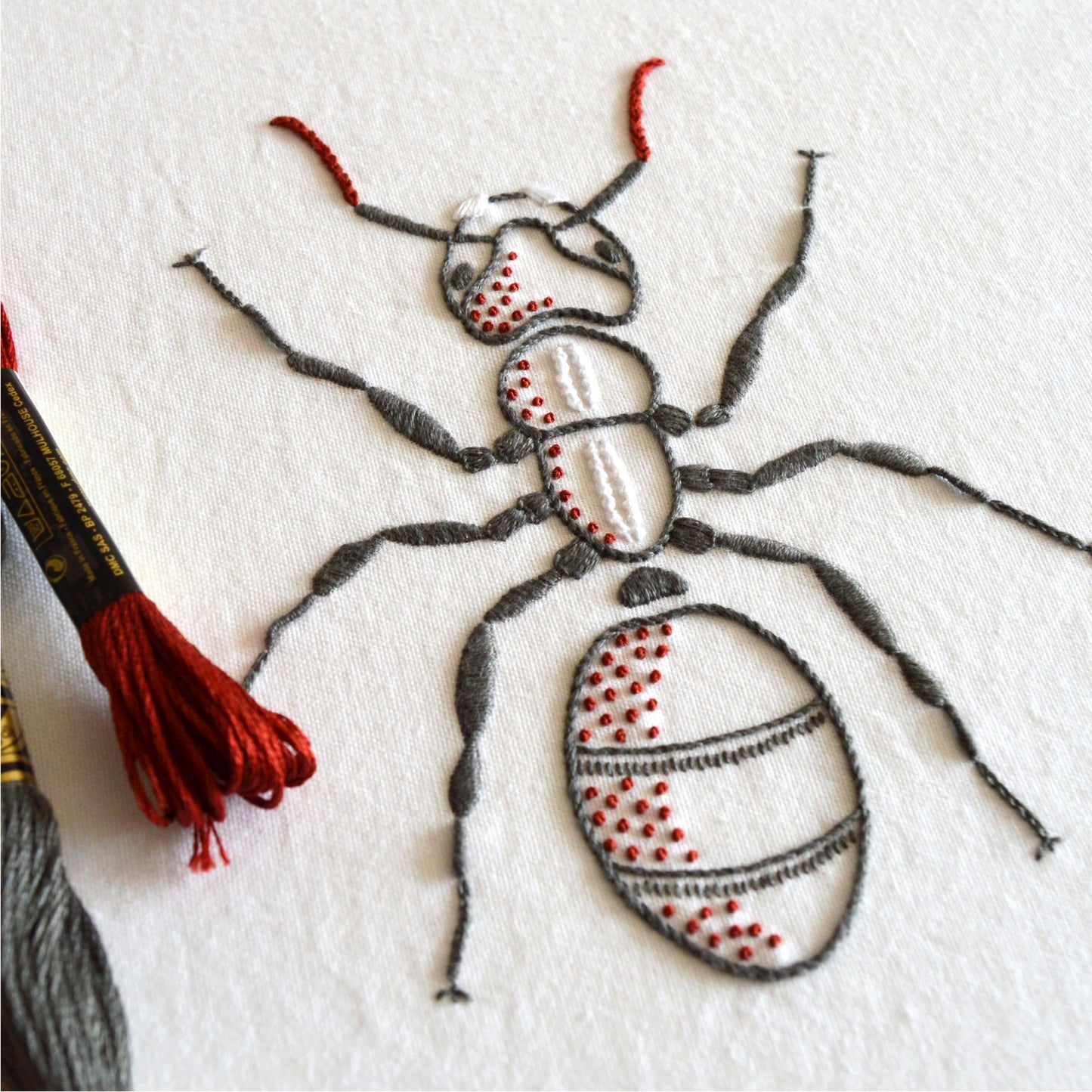 Anatomical Ant