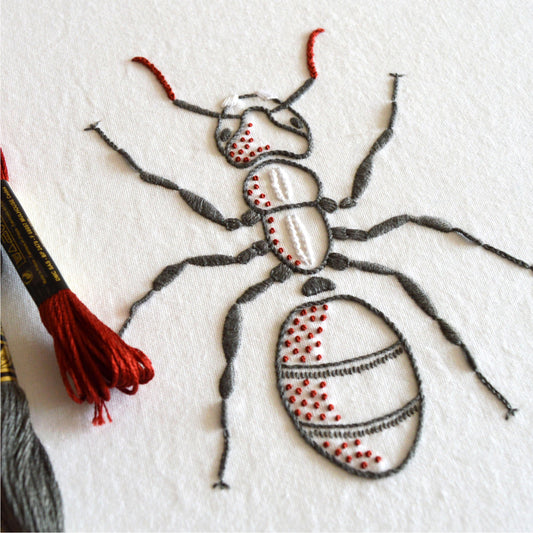 Anatomical Ant