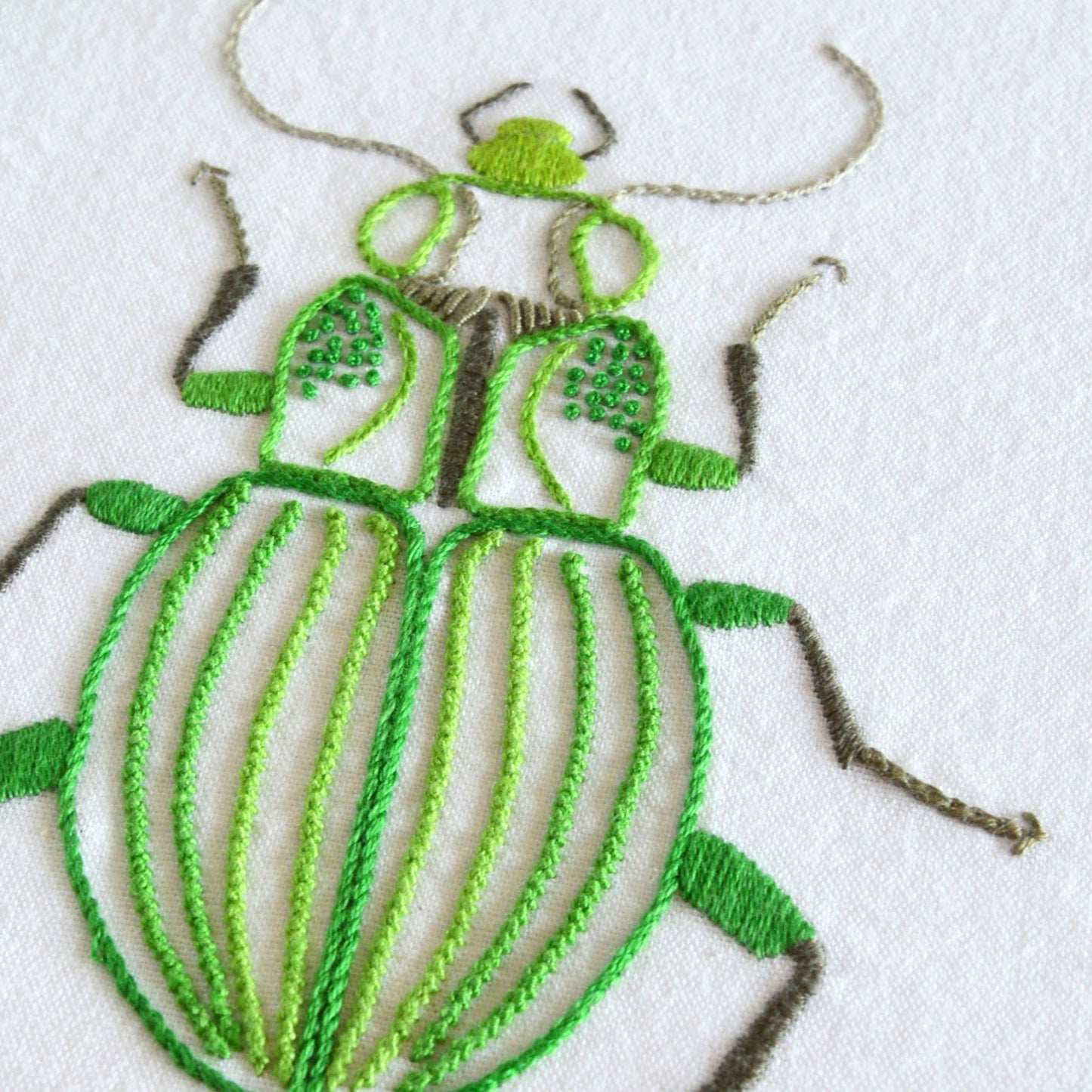 Anatomical Beetle