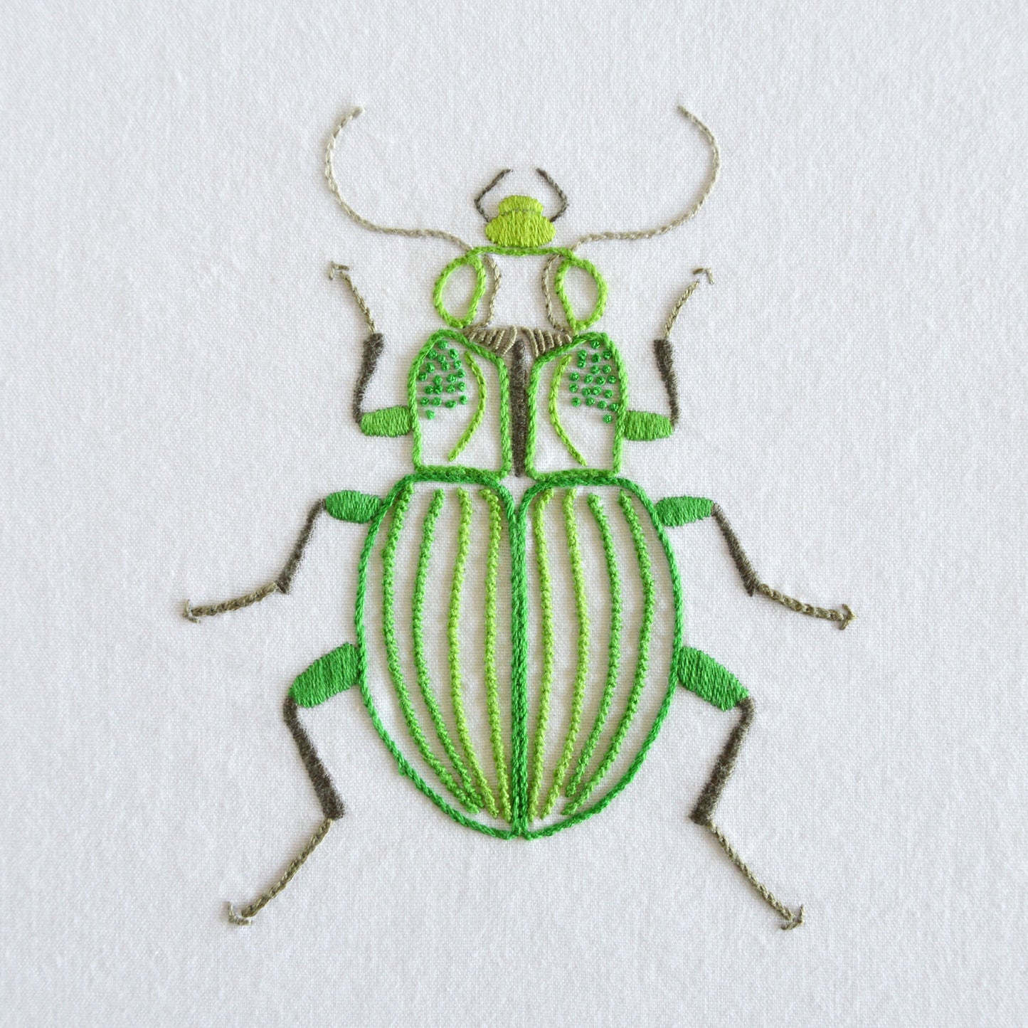 Anatomical Beetle