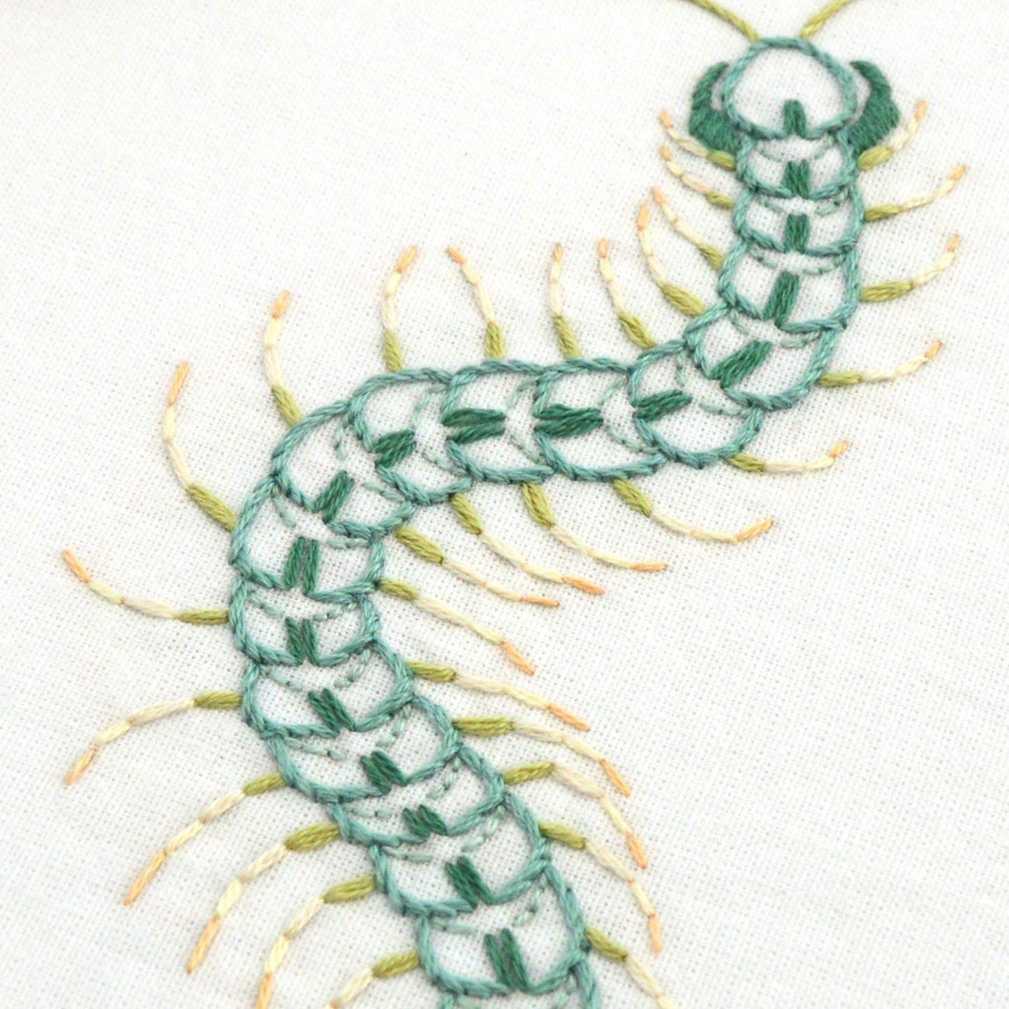 Anatomical Centipede