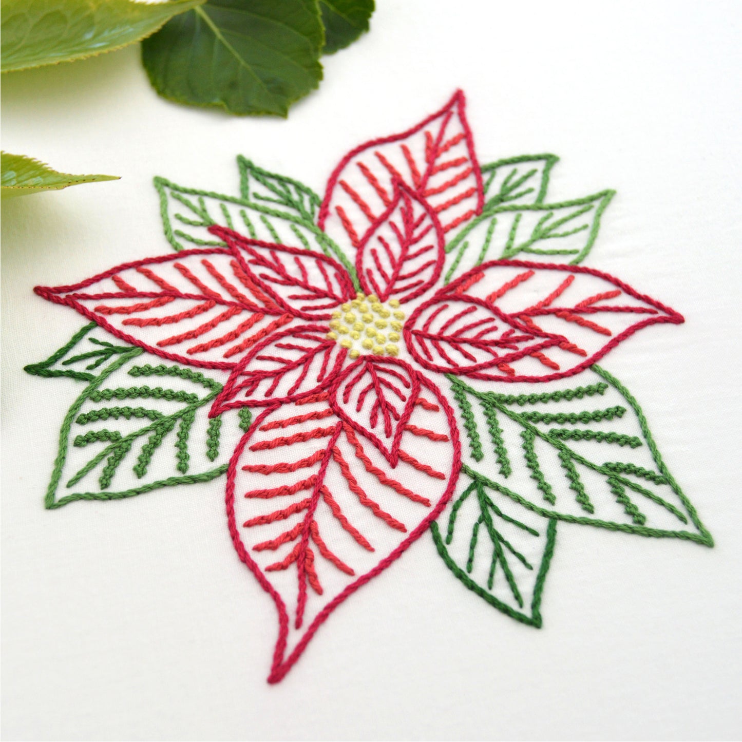 Poinsettia