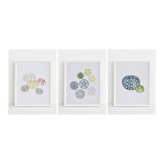 Sea Urchins