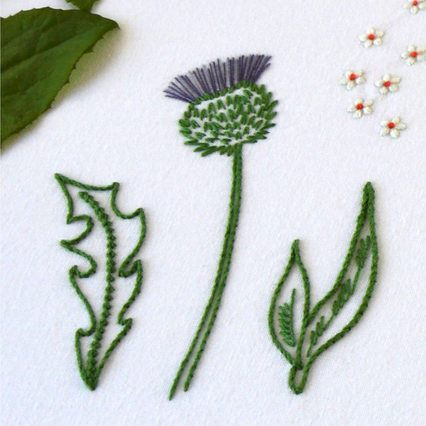 Wild Herbs